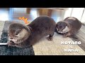 電動ブラシでブルブルしてるカワウソのジャマして怒られる　Otters Crazy About Touching The Electric Toothbrush