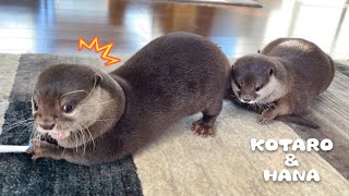 電動ブラシでブルブルしてるカワウソのジャマして怒られる　Otters Crazy About Touching The Electric Toothbrush