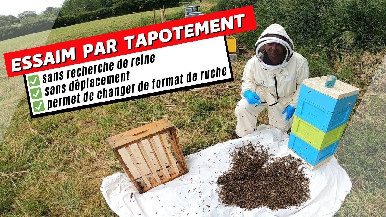 Créer un essaim par tapotement : la méthode simple pour peupler une ruche d’un autre format