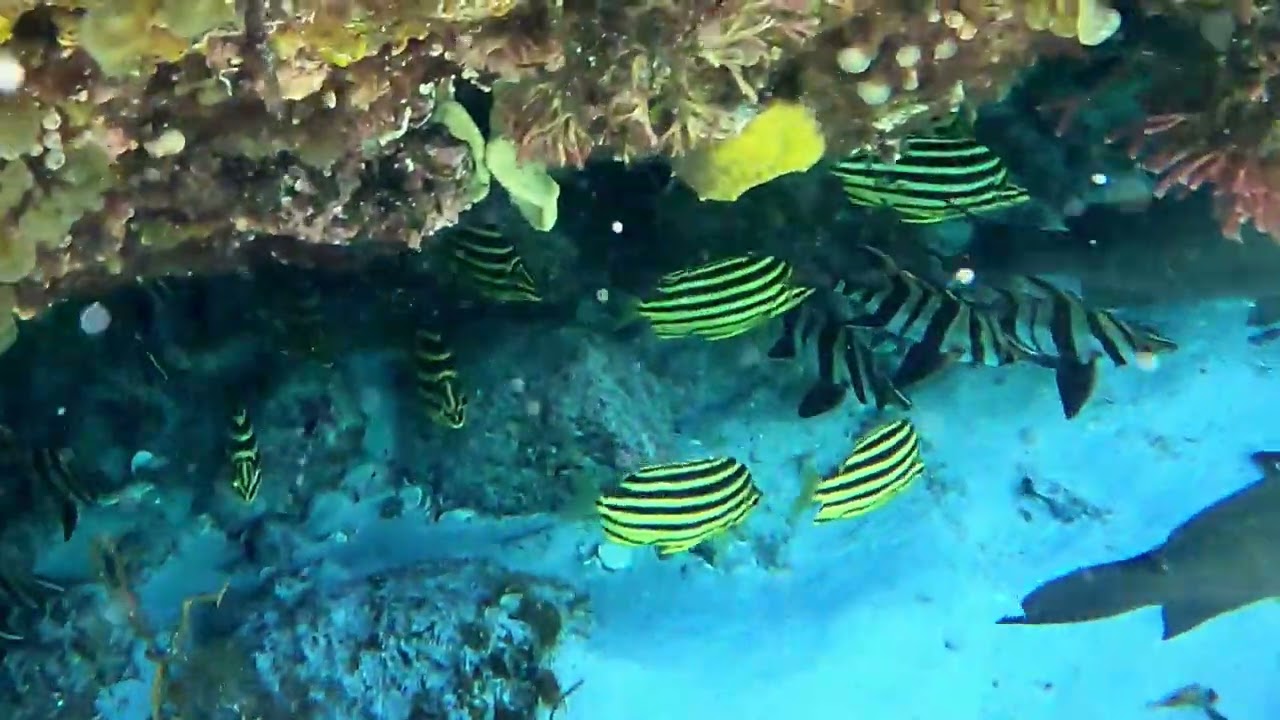 Yallingup Lagoon snorkelling trip