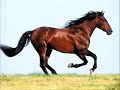 Horse Sounds Vol 1 