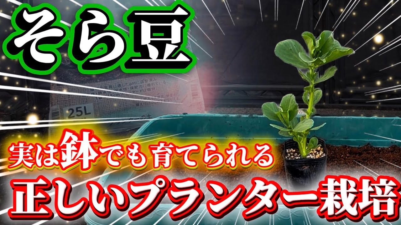 【そら豆】プランターでも大量収穫！プランター栽培での秘密のコツについてお話しします。