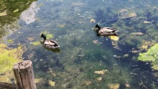 Озеро Поста Фибрено и важные традиции итальянцев/ Lago di Posta Fibreno Lazio #