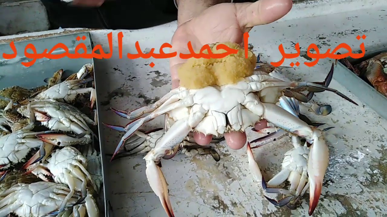 لو عاوز تعرف الفرق بين الكابوريا الطازجة من البايت والذكور من النتي