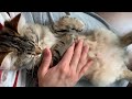 Nova the siberian cat hanging out on a lazy sunday (5 months old) の動画、YouTube動画。