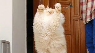 Cats jumping epic fails: I'm too fat to jump😒 by Cute Pet 37 views 3 years ago 1 minute, 31 seconds