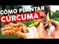 Cómo plantar Cúrcuma del Supermercado paso a paso el proceso completo