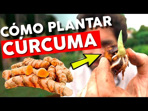 Video: Ginger Gold Cultivo - Información sobre el cuidado de Ginger Gold Apple en jardines