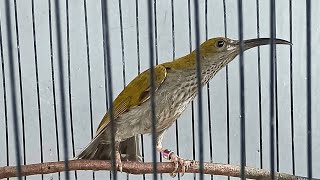 MASTERAN BURUNG Kecil | Suara Pijantung Nembak Jeda jeda Rapat
