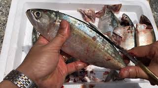 Top 9 cách làm sạch cá bạc má hay nhất năm 2022