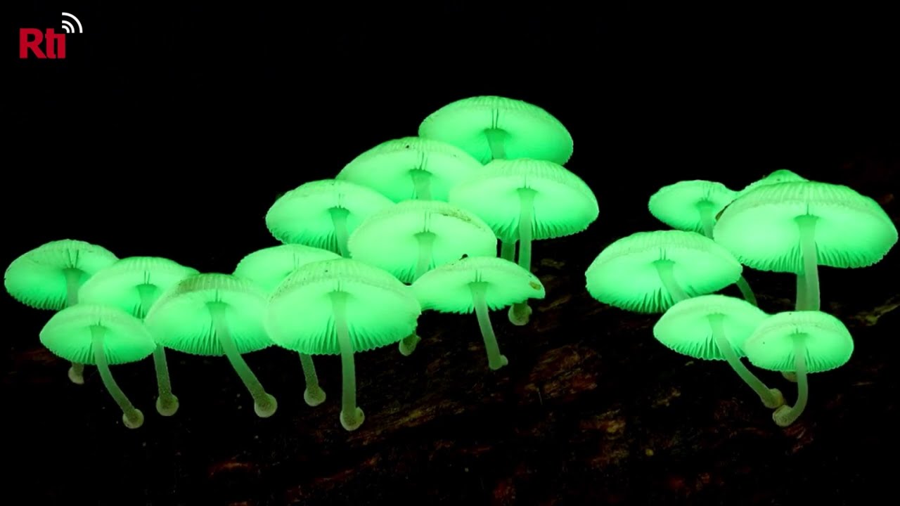 Fluoreszierende Pilze  螢光小菇閃綠光