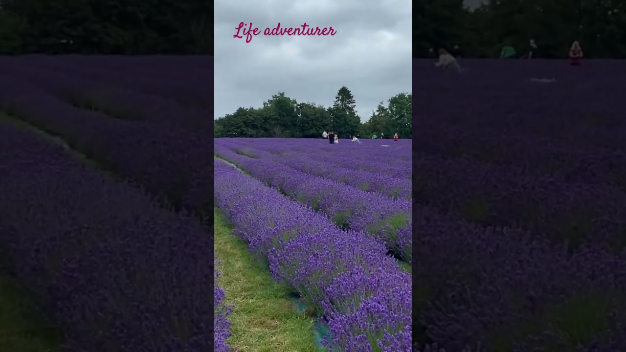 Warwickshire Lavender Field 