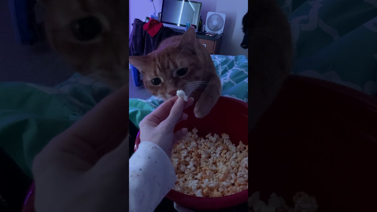 Cute Cat Eating Popcorn 