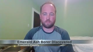 Experts give their advice after emerald ash borer found in Freeborn County for the first time