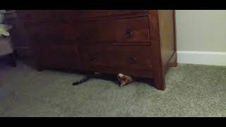 Rory the Toyger as The Underdresser by ToygerJoy 82 views 2 years ago 42 seconds