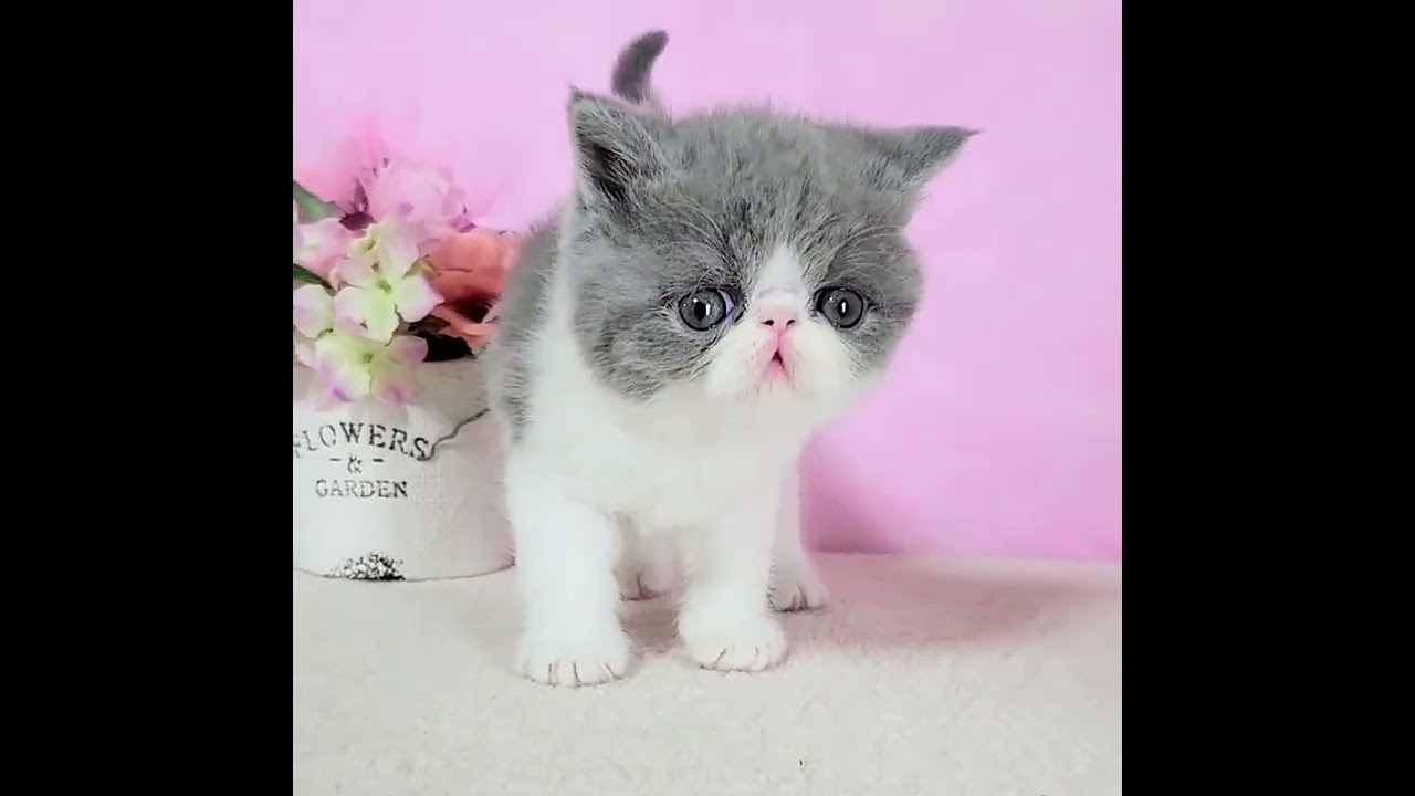 エキゾチックショートヘア 見事なハチワレ柄なボク💙 - YouTube