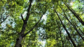 6 hours Fascinating singing of nightingale in a green forest Wildlife Sounds of nature for the soul by Звуки природы Павел Relaxik 4,627 views 9 months ago 6 hours, 2 minutes