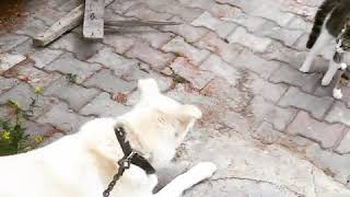Paşa 'nin ev kedisiyle imtihanı