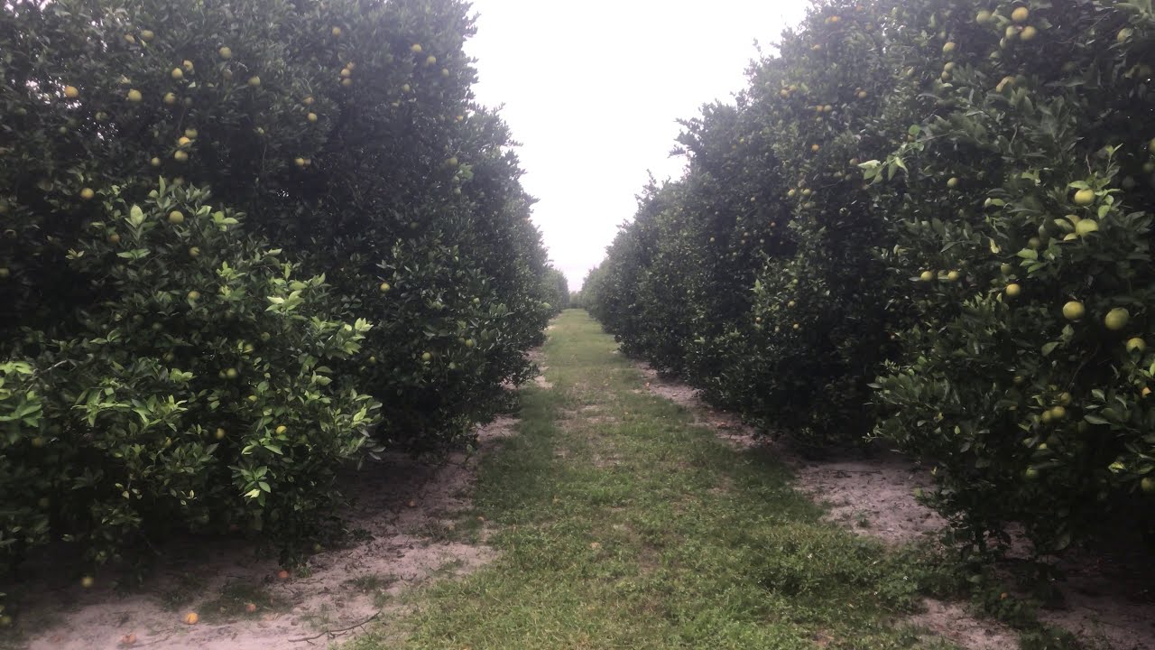Stock Footage 2020 Orange Grove Tree Rows Empty - YouTube