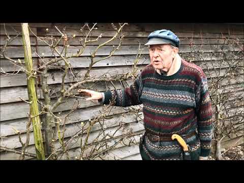 Pruning pear trees - the difference between fruit bud and wood bud