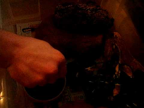 Jampea Retic strike feeding