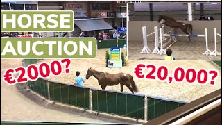 INSIDE AN IRISH HORSE AUCTION ~ Holly and I go pony shopping at the sales