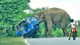 wild elephant attacks the Three wheeler People are scared to death