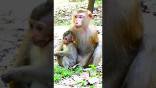 So Cute Baby Monkey Daily