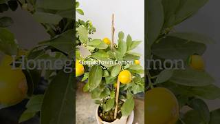 Homegrown lemon (pati lebu)#lebu #tokjhalmisti #winter #viral #food #plants #homeplanting #bengali