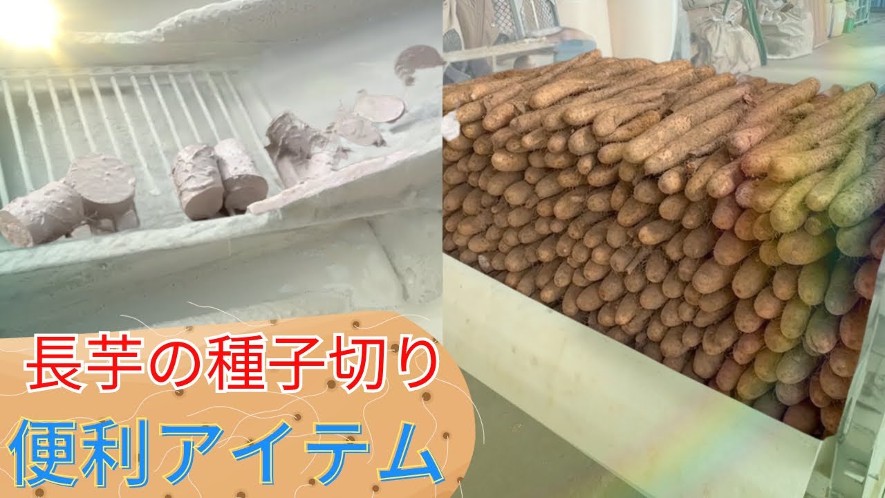 【長芋農家必見‼︎】種子切りで役立つ便利なアイテム。これを求めてた！！【part2】