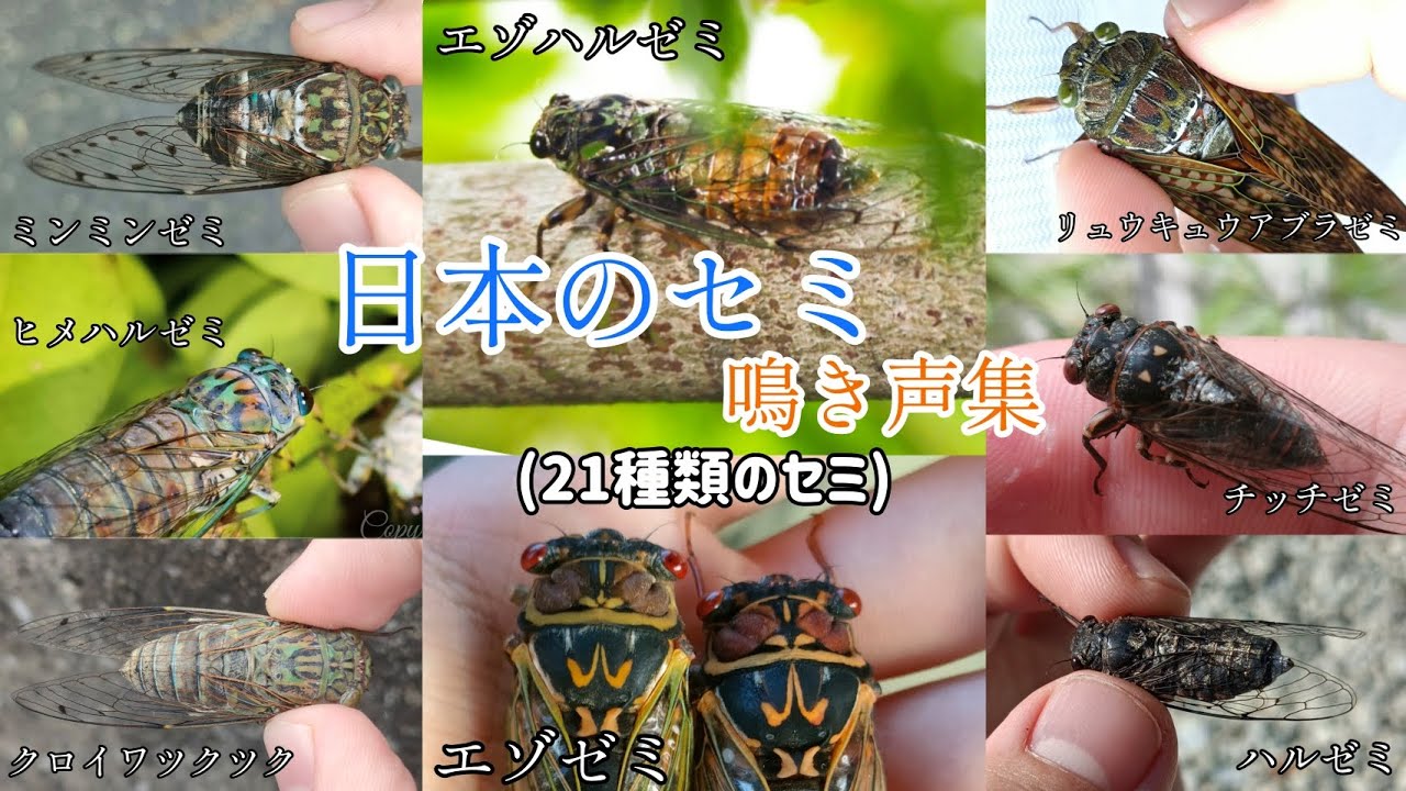 せみのようきゅう 2021年アメリカ東部に〇〇が襲来する｜対象は15州！ | DC Portal for