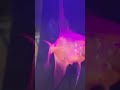 spawn #fishkeepinghobby #angelfish #fish #aquariumfish #shorts