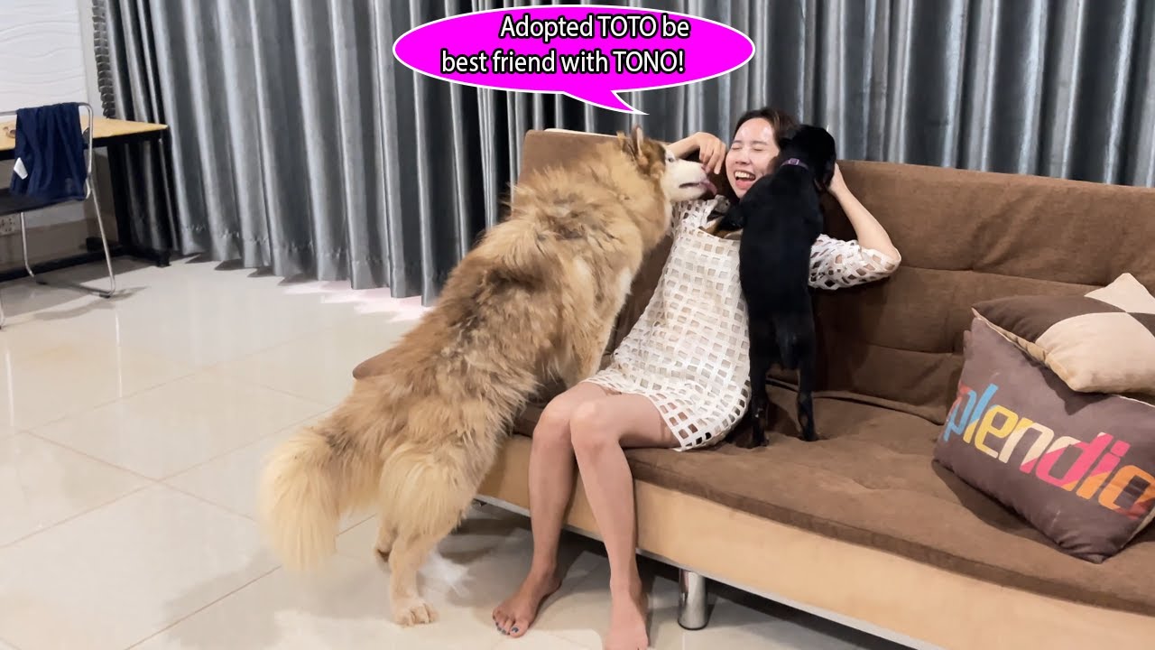 Ого!! Кван завёл нового друга ТОНО и стал лучшим другом ТОТО. Что же случилось?