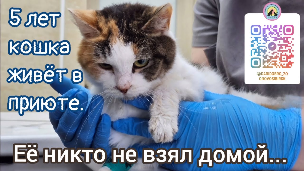 Кошка лежала молча в дальнем углу приюта её никто не брал домой / help save a sick cat