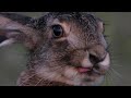 Очень милый зайчонок / Very cute little hare