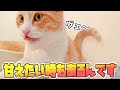 いつも控えめな猫がいきなりベタベタに甘え始める理由