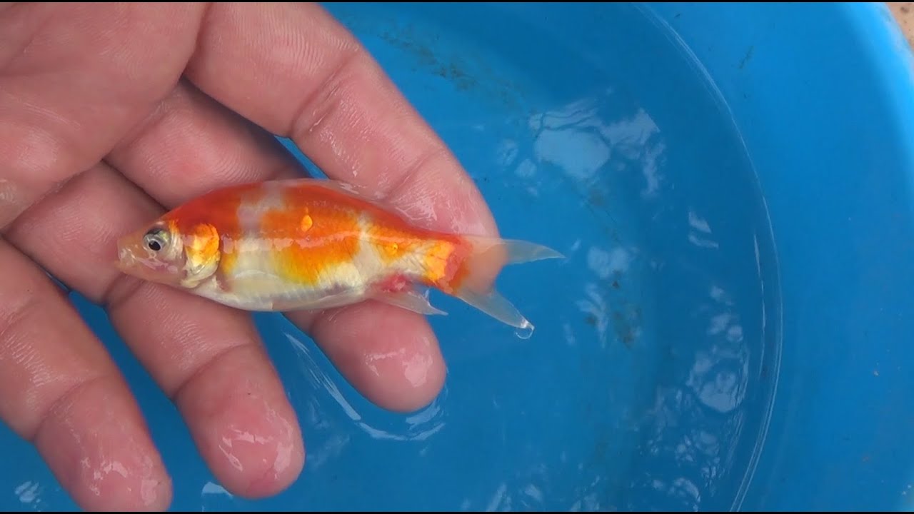 Nuevos alevines bonsai bosque de la armonia