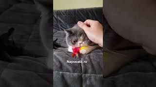 Napocats.ro | Exotic Shorthair boy: Sky by Napocats, Exotic Shorthair & Persian Cats 124 views 1 year ago 2 minutes, 24 seconds