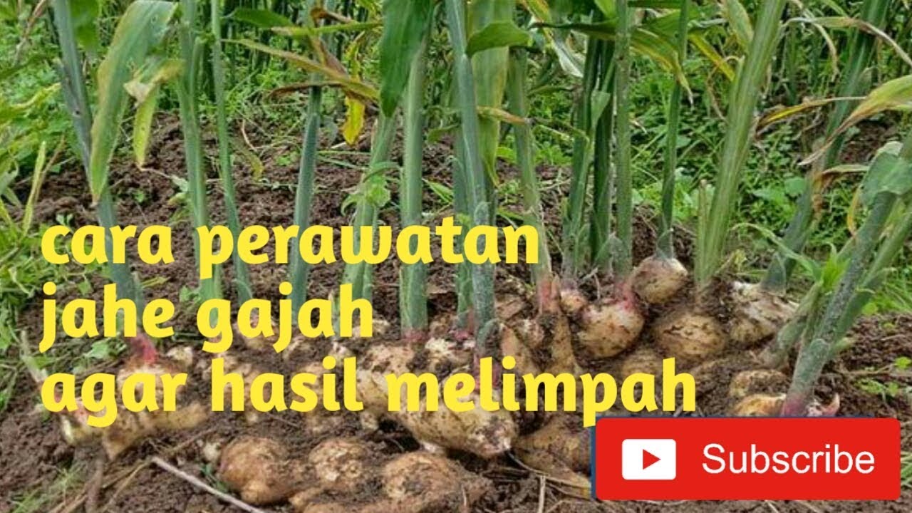 Cara perawatan jahe umur 5 bulan