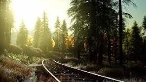 Forest 4k - Nature Relaxation Film - Peaceful Relaxing Music - 4k Video ultra HD
