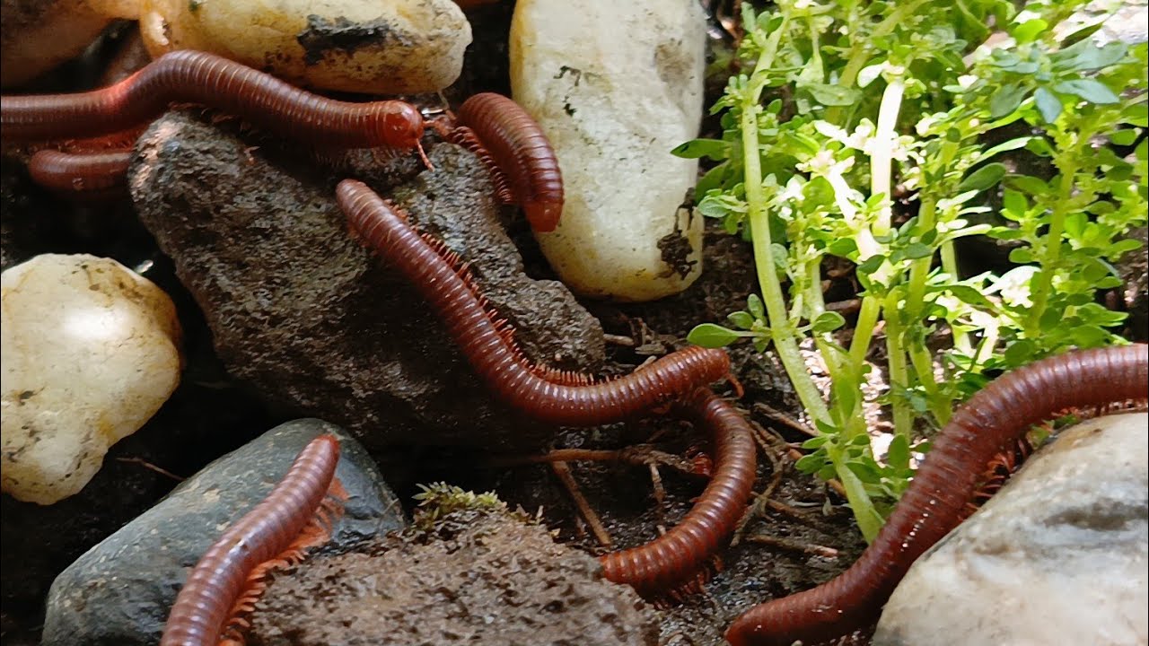 Discovering Unique Millipede Colonies 