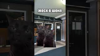 Пов: Сходили Погулять С Другом #Shorts #Мем #Коты