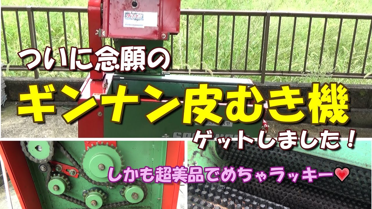 家庭菜園】ついに念願のギンナン皮むき機をゲット！しかも超美品で