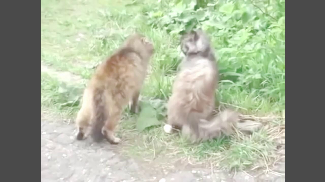 Cats Fighting YouTube