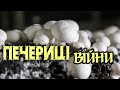 Яблунівські Печериці Війна Не Зупинила Виробництво Тут Готові Приймати Навіть туристів