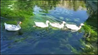 Gökpinar Gürün Doğal Suyun Çıktığı Muhteşem Göl Part 28