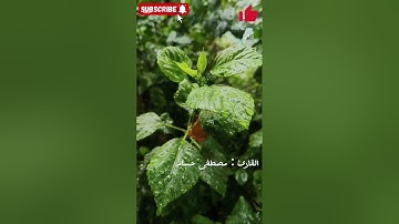 تلاوة خاشعة  || سورة طه  || الشيخ مصطفى حسام