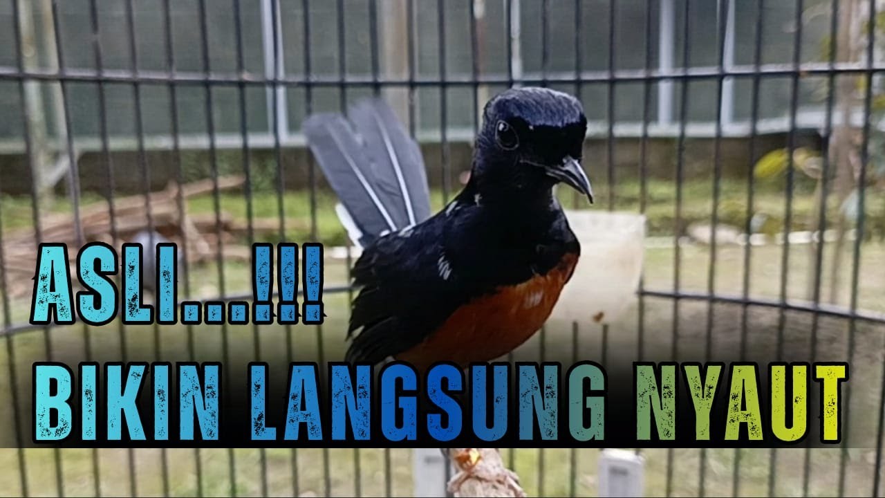 PANCINGAN MURAI BATU GACOR BONGKAR MATERI, SEKALI PUTAR MURAI BATU LANGSUNG BUNYI