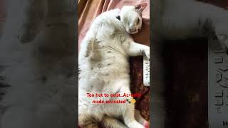 Cooling system: ✔️ Belly ventilation: ✔️ 😎#catsoftheworld #catsofyoutube #bellyup #ytshorts #shorts