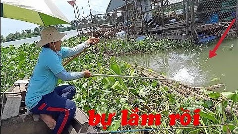 Cá chép khổng lồ sông Tiền - Ngày câu trúng mánh dính đủ loại cá T112